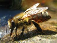 Test your knowledge - Animal quizzes